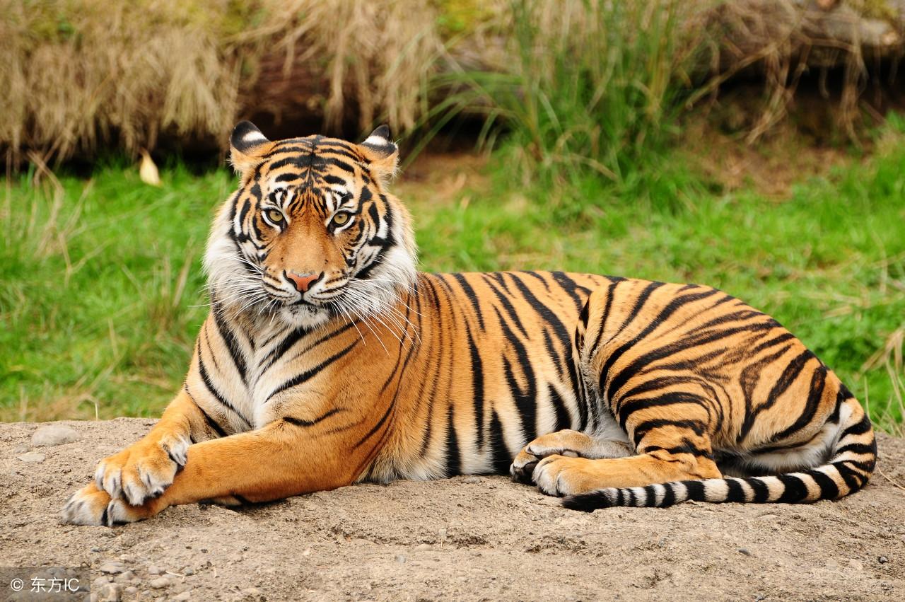 仍是王中王,揭秘生肖之王的传奇,揭秘生肖之王传奇,王中王依旧传奇不灭