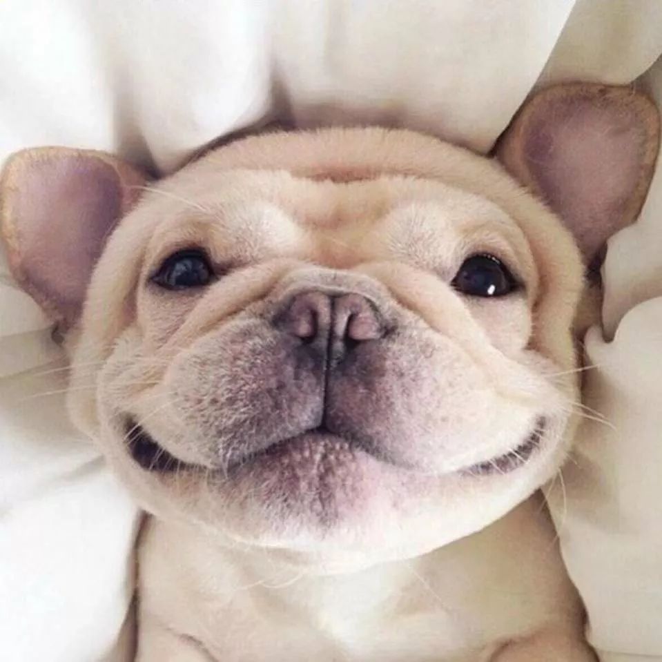 澳门一码一肖一待一中四不像,探索与解析,澳门一码一肖一待一中四不像,深度解析与探索