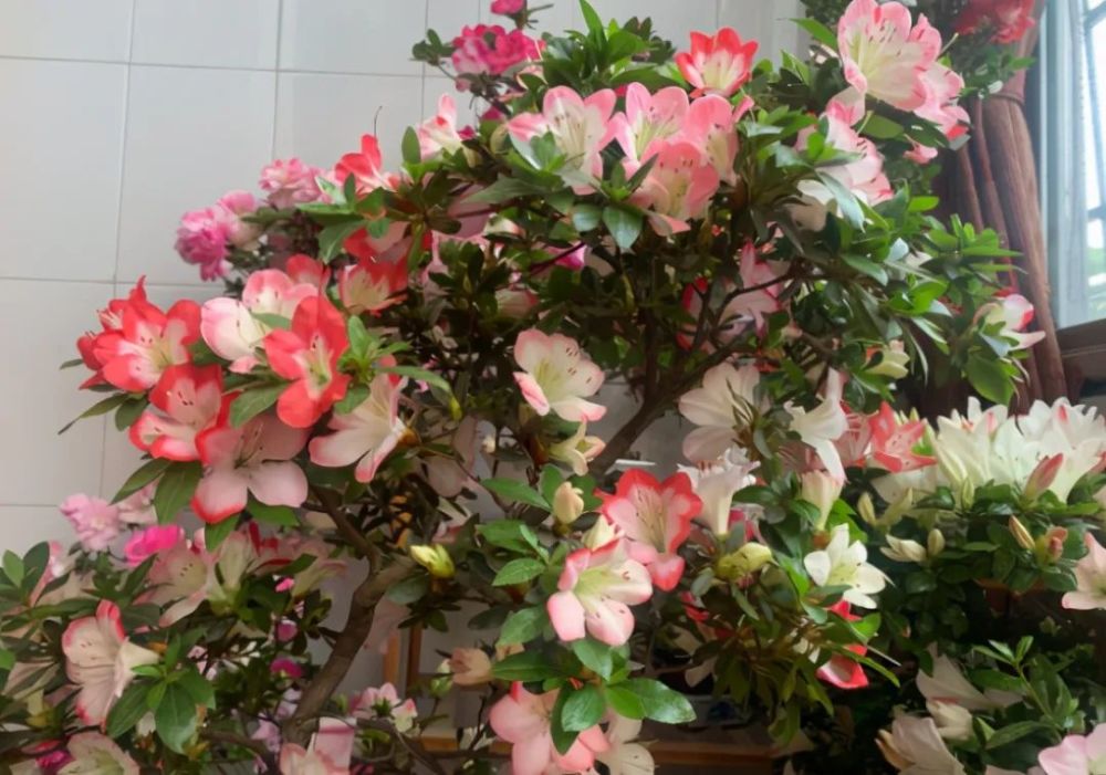 印春荣中将退休原因分析，印春荣中将退休原因深度解析