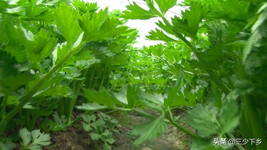 航母一天的食物消耗,揭秘海上巨兽的餐桌文化,揭秘航母餐桌文化,一天的食物消耗探究