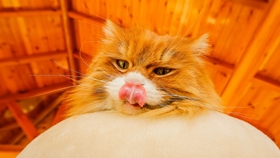 王中王平特一肖全年无错——精准预测的魅力与实力,王中王平特一肖,全年无错预测的魅力与实力展现