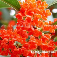 澳彩状元红97049cm查询