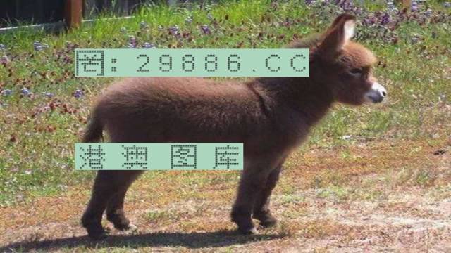 澳门必中一肖一码四不像，揭秘背后的真相与故事，澳门必中一肖一码四不像背后的真相揭秘