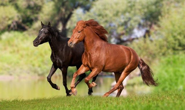 澳门天天开马结果出来