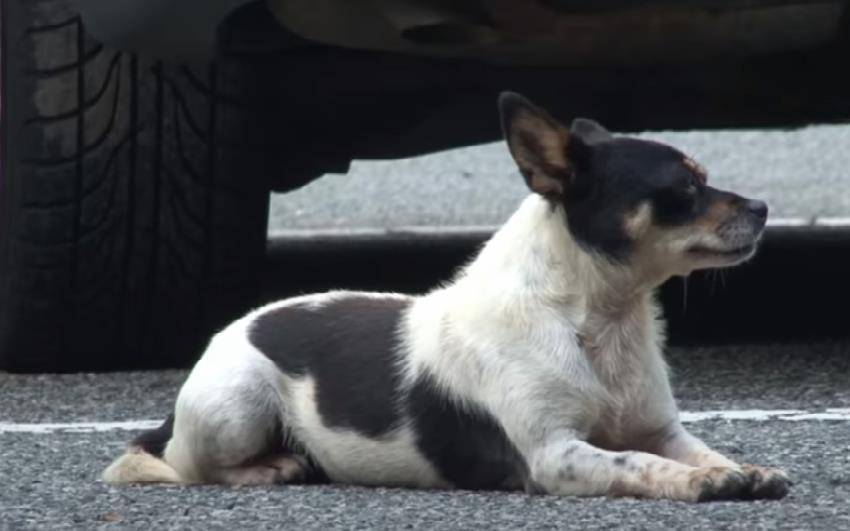 澳门一码一肖一待一中四不像,探索神秘与现实的交织,澳门神秘现象揭秘,一码一肖一待一中四不像的探索之旅