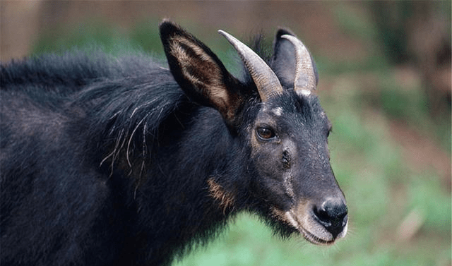 新澳2025今晚开奖资料四不像,深度解析与预测分析,新澳2025今晚开奖资料解析与预测,四不像现象深度探讨