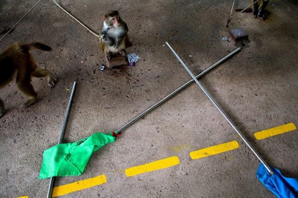 管家婆一码中一肖资料大全,揭秘彩票预测的神秘面纱,揭秘彩票预测神秘面纱,管家婆一码中一肖资料大全