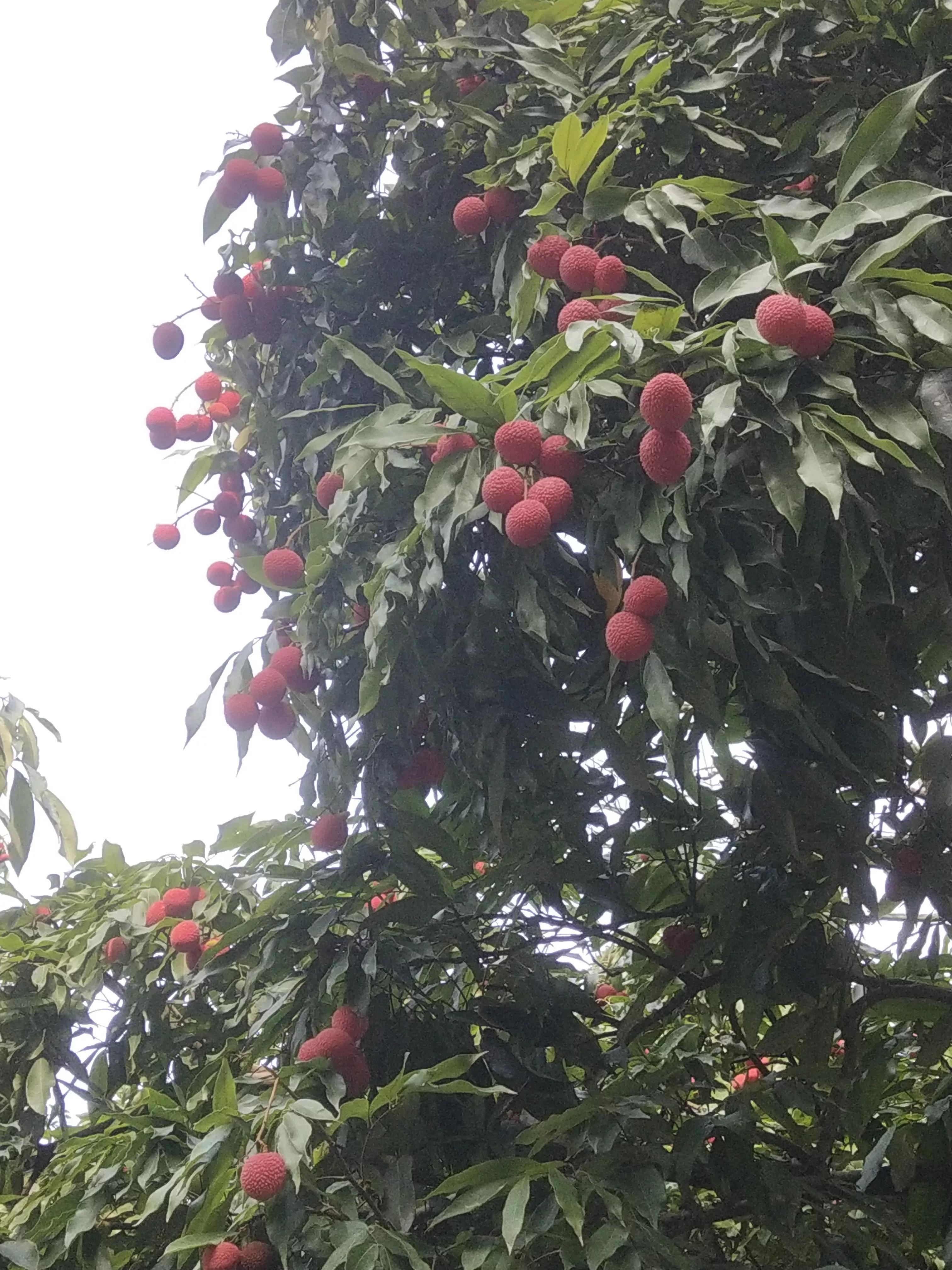 状元红资料免费大全，探索与分享，状元红资料大全，探索与分享的免费宝库