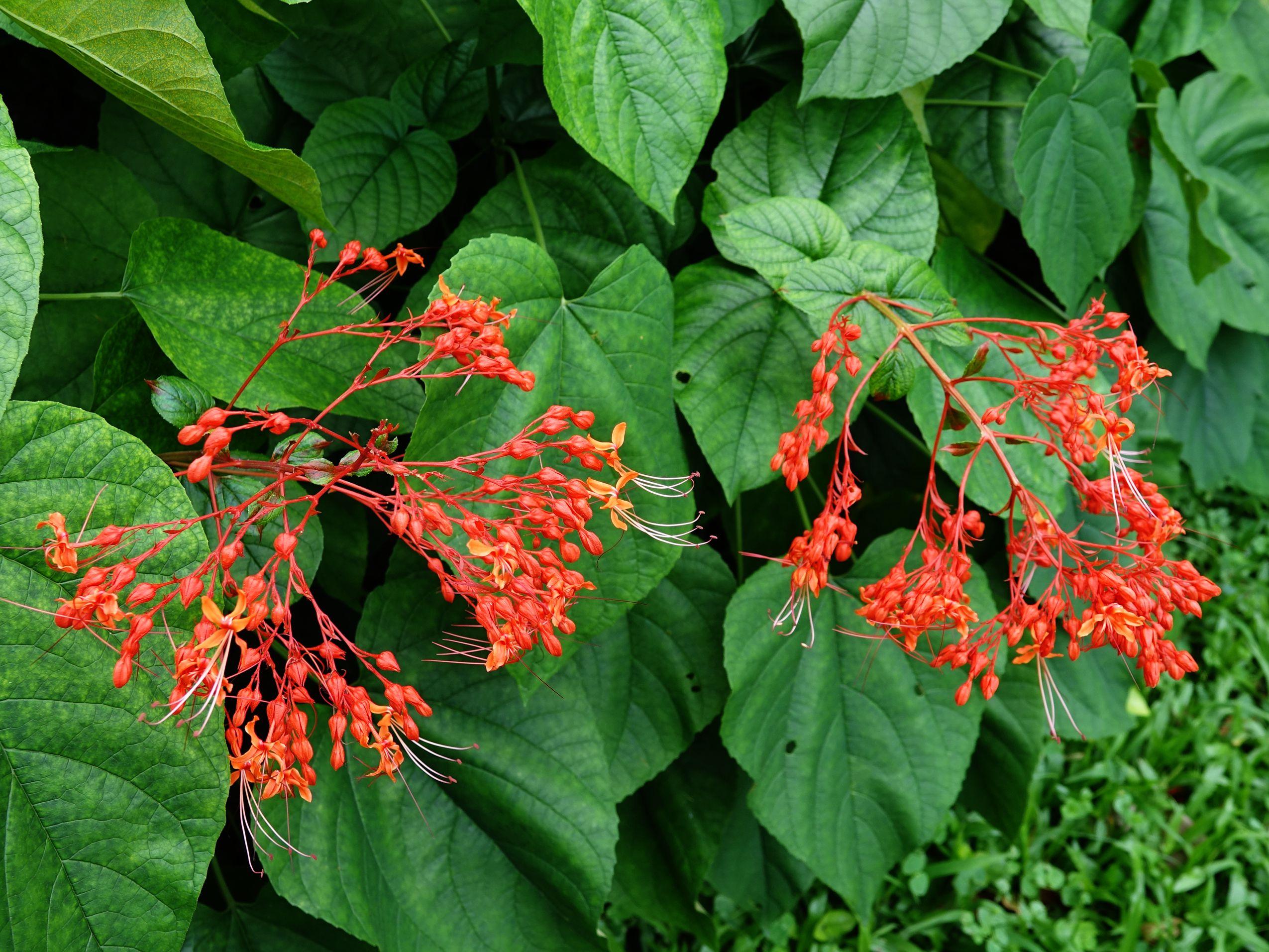 状元红资料免费大全，探索知识的宝库，状元红资料宝库，免费探索知识的门户