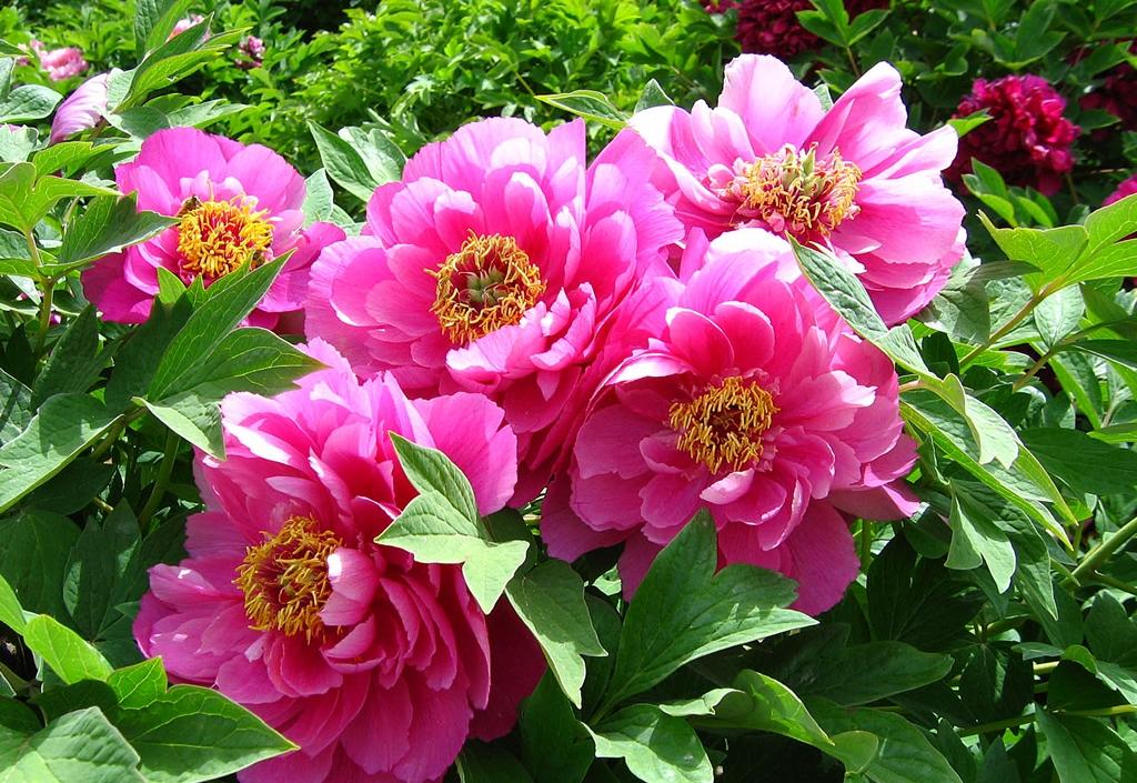 状元红资料免费大全，探索与获取学术精华的途径，状元红资料免费大全，探索学术精华的便捷途径