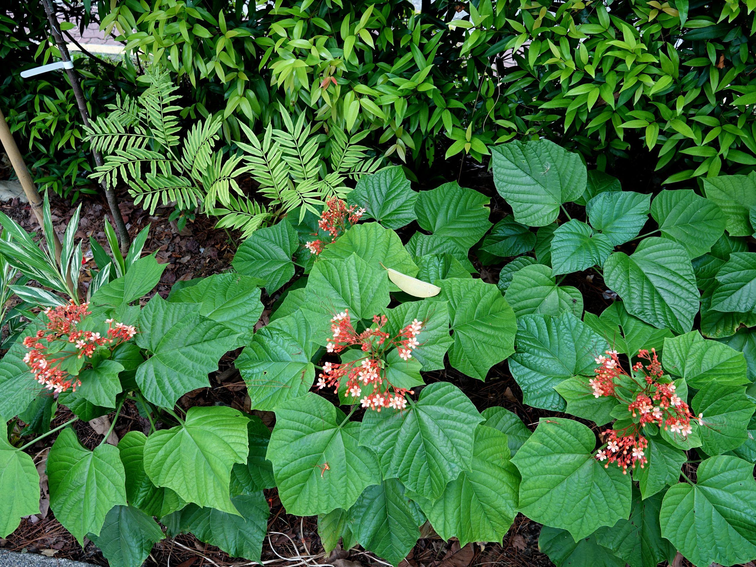 状元红资料免费大全，探索与分享，状元红资料大全，探索与分享的免费宝库