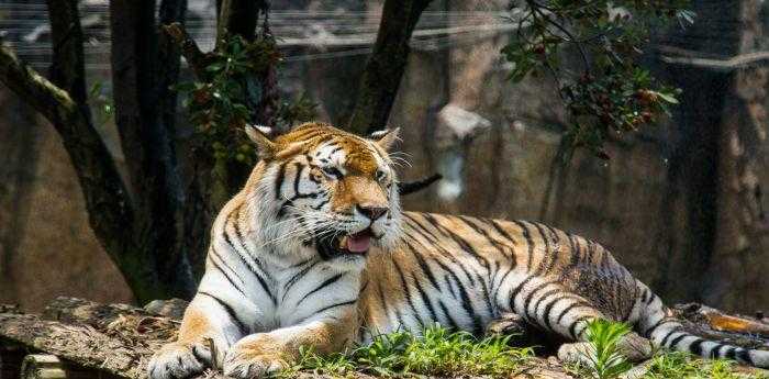 山林之中王中王,打一生肖——探寻生肖之王的神秘面纱,山林生肖之王,探寻生肖之王的神秘面纱