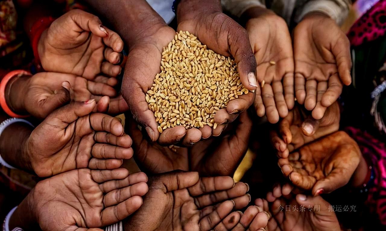 全球聚焦,2022年世界粮食危机最新消息,全球关注下的粮食危机,2022年世界粮食状况最新动态