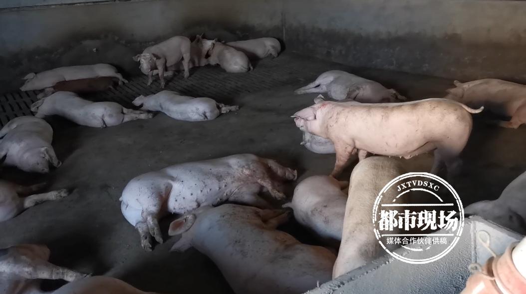 南昌舰的吨位及其意义,南昌舰的吨位及其战略意义解析