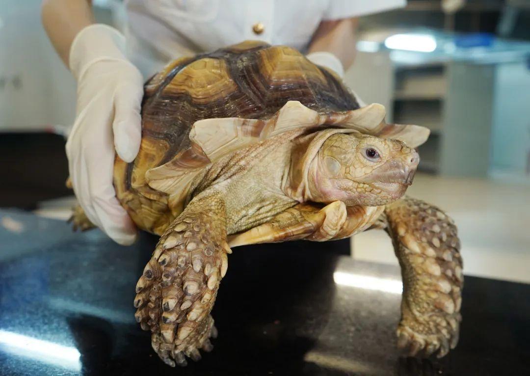 新澳门最精准正最精准龙门2024,探索未来博彩业的繁荣与机遇,澳门未来博彩业繁荣与机遇,精准龙门预测报告(2024版)