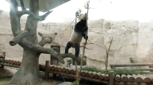 俄罗斯与美国开战的可能性及其潜在结果分析,俄罗斯与美国开战的可能性与潜在后果深度分析