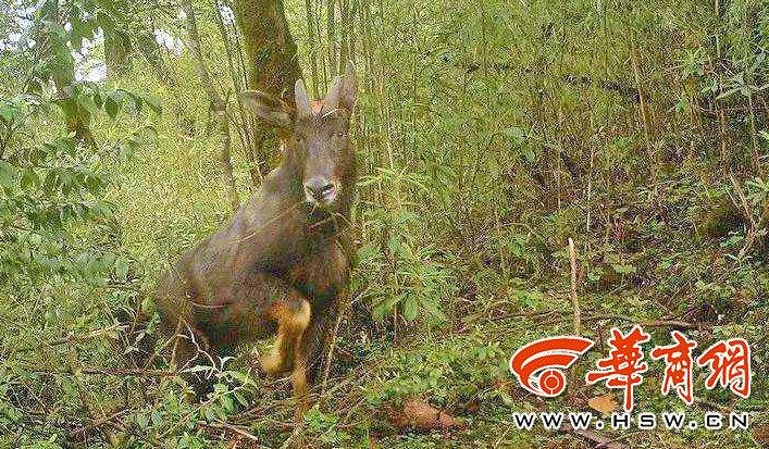 王中王四不像正版一肖中特图，探索神秘与真相的世界，神秘与真相探索，王中王四不像正版一肖中特图揭秘