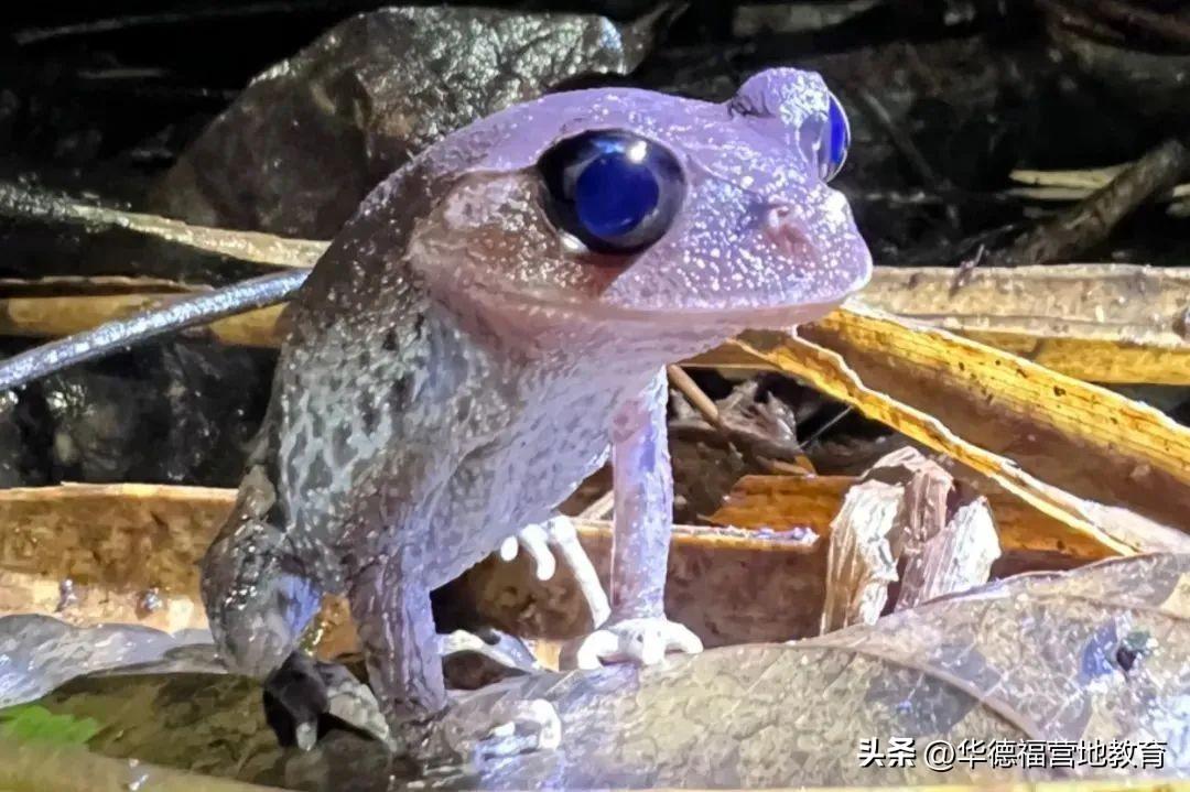 海南舰,航母还是两栖攻击舰?解析中国海军新力量,海南舰,中国海军新力量的航母还是两栖攻击舰?解析揭秘