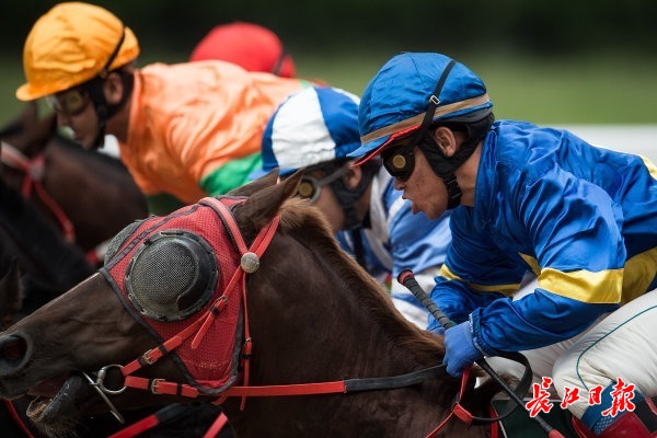 王中王兔费一肖,探寻背后的故事与奥秘,王中王兔费一肖,背后的故事与奥秘探寻