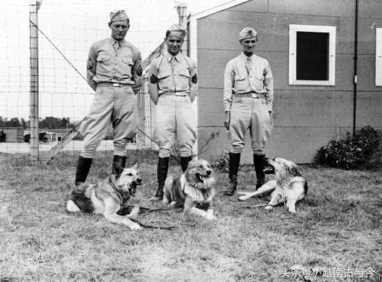 参战部队代号一览表,揭示战争背后的力量结构,参战部队代号一览表,揭示战争背后的力量博弈