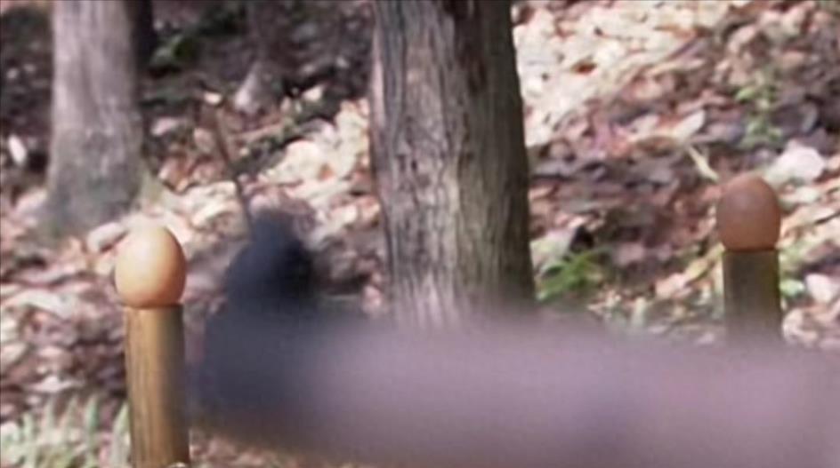 神剧裤裆藏雷,深度解读与反思,神剧裤裆藏雷,深度解读背后的文化反思