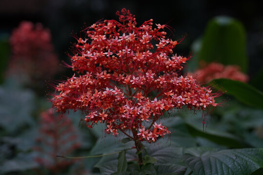 状元红97049免费资料，探索与启示，状元红97049免费资料探索，启示与深度解析